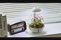 Chihiros Tiny Terrarium Egg - Chihiros Aquatic Studio