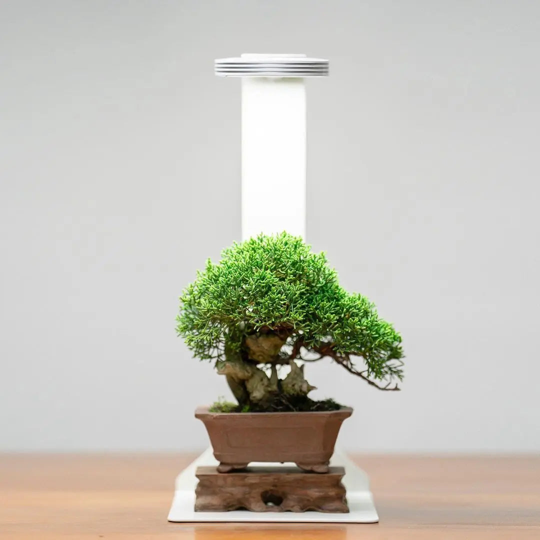 Chihiros Magnetic Light Terrarium Set - Chihiros Aquatic Studio