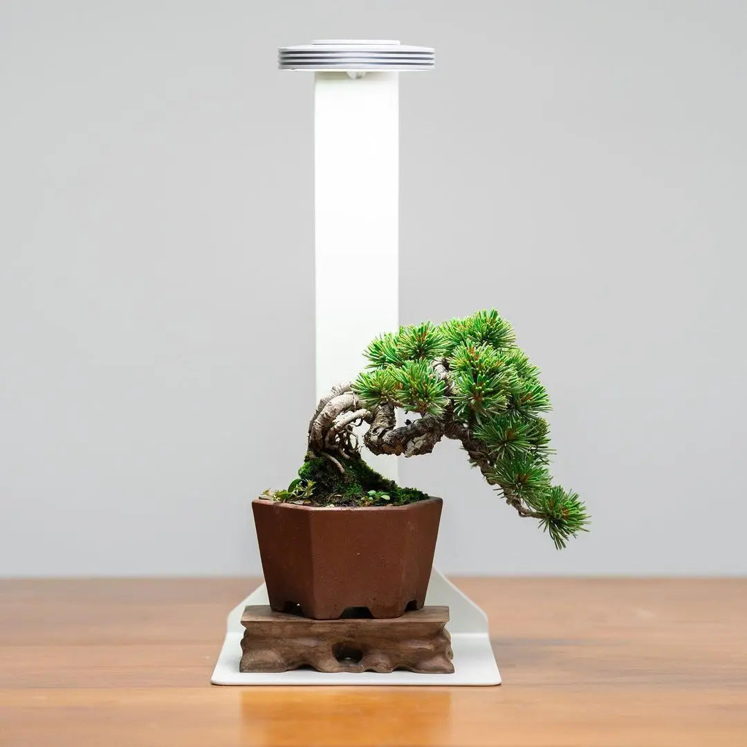 Chihiros Magnetic Light Terrarium Set - Chihiros Aquatic Studio