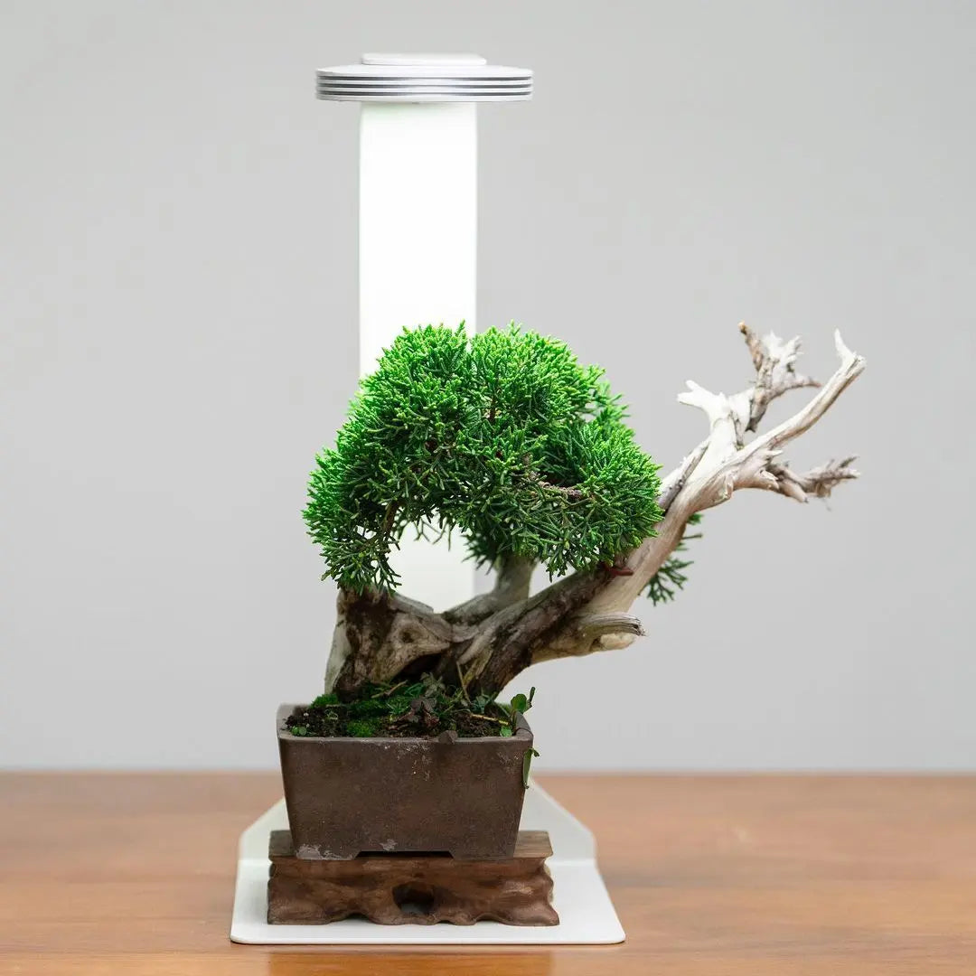 Chihiros Magnetic Light Terrarium Set - Chihiros Aquatic Studio