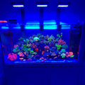 Chihiros Saltwater Nova 1 LED Light - Chihiros Aquatic Studio