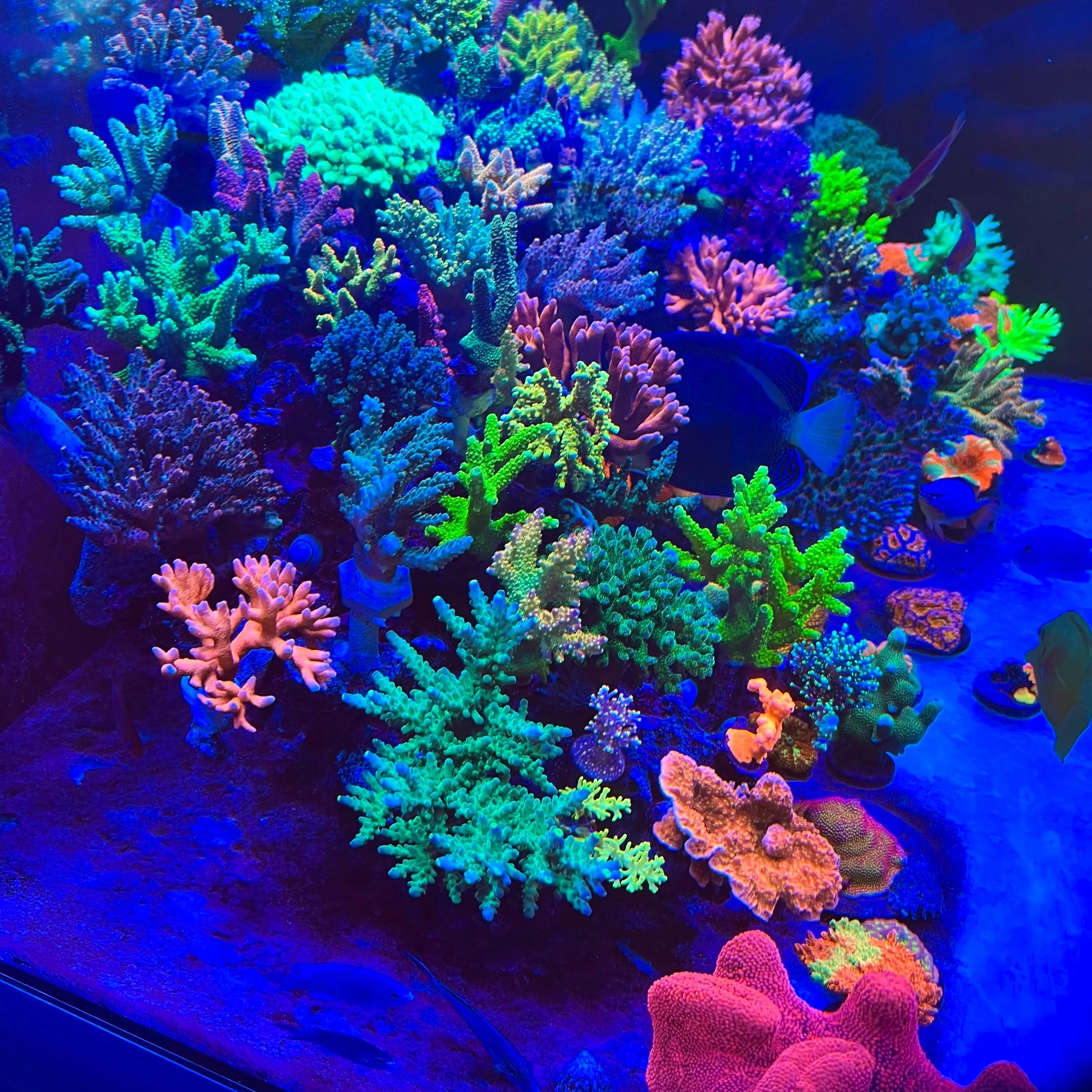 Chihiros Saltwater Nova 1 LED Light - Chihiros Aquatic Studio