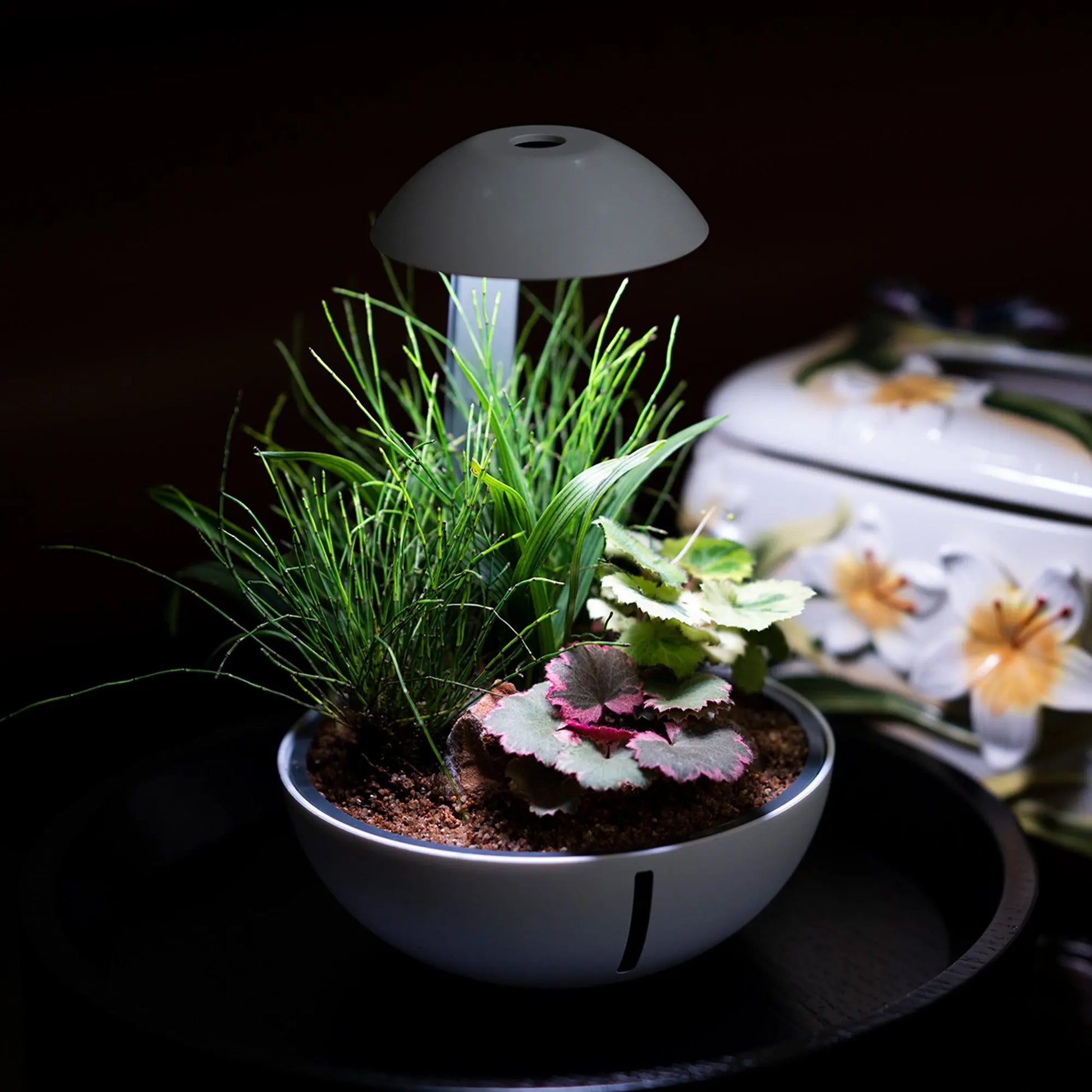 Chihiros Tiny Terrarium Egg - Chihiros Aquatic Studio
