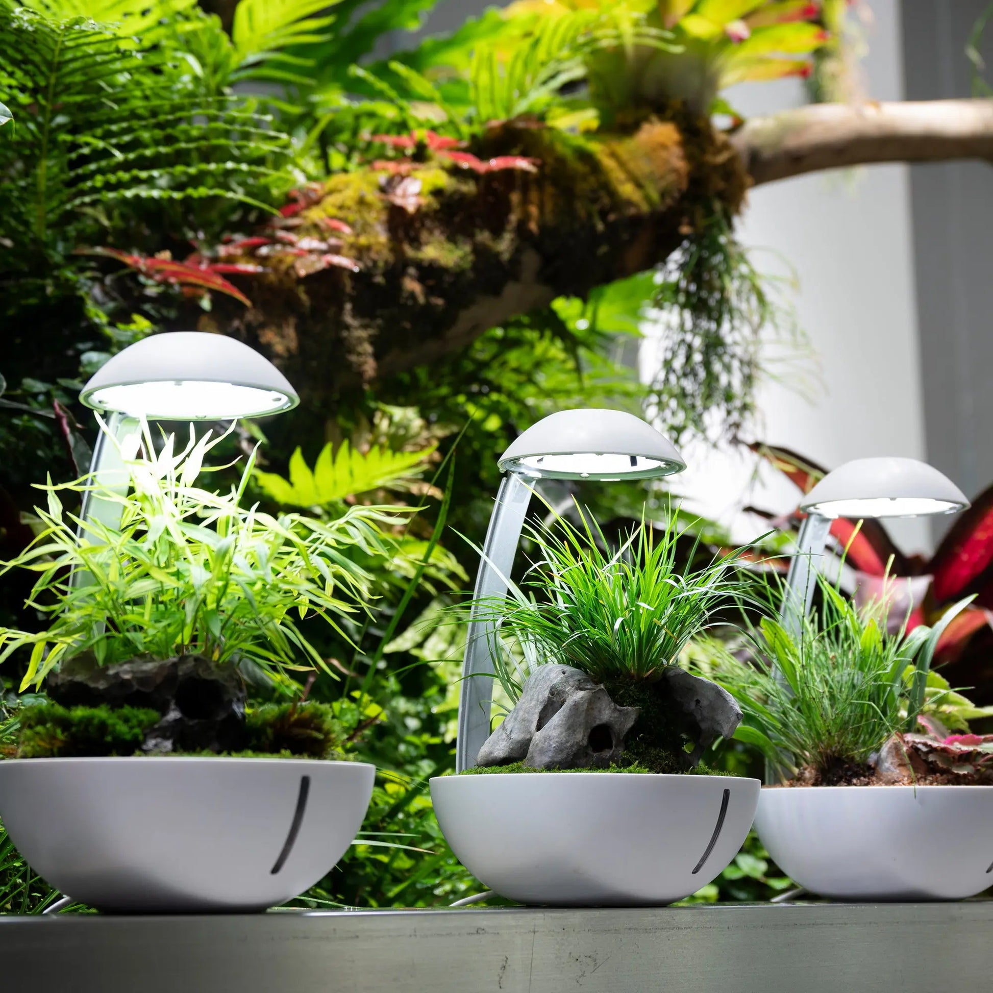 Chihiros Tiny Terrarium Egg - Chihiros Aquatic Studio